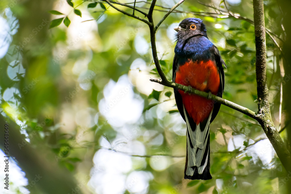 Beautiful red and blue bird Surucua Trogon (Trogon surrucura) in forest in Brazil