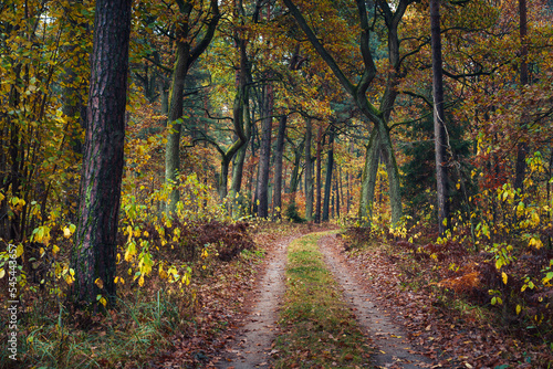Piękna Złota Polska jesień w podwarszawskim Kampinoskim Parku Narodowym  © af-mar