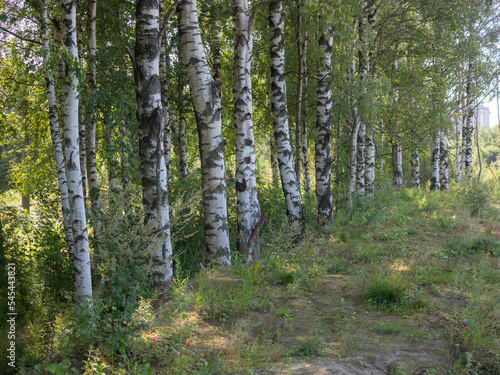 Fototapeta Naklejka Na Ścianę i Meble -  landscape with birch grove