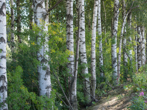 Fototapeta Naklejka Na Ścianę i Meble -  birch grove in summer day