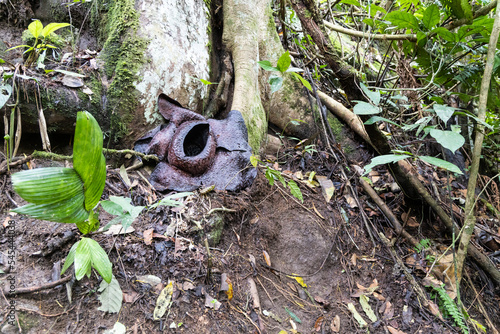 Wilted Rafflesia flower that turned black after blooming for one week. It is the largest flowers in the world