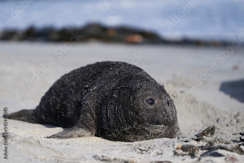 Southern Elephant Seal (Mirounga leonina) pup on the coast of Sea Lion Island in the Falkland Islands.