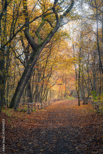 Leśna ścieżka późną jesienią w Warszawskim Lasku Bielańskim
