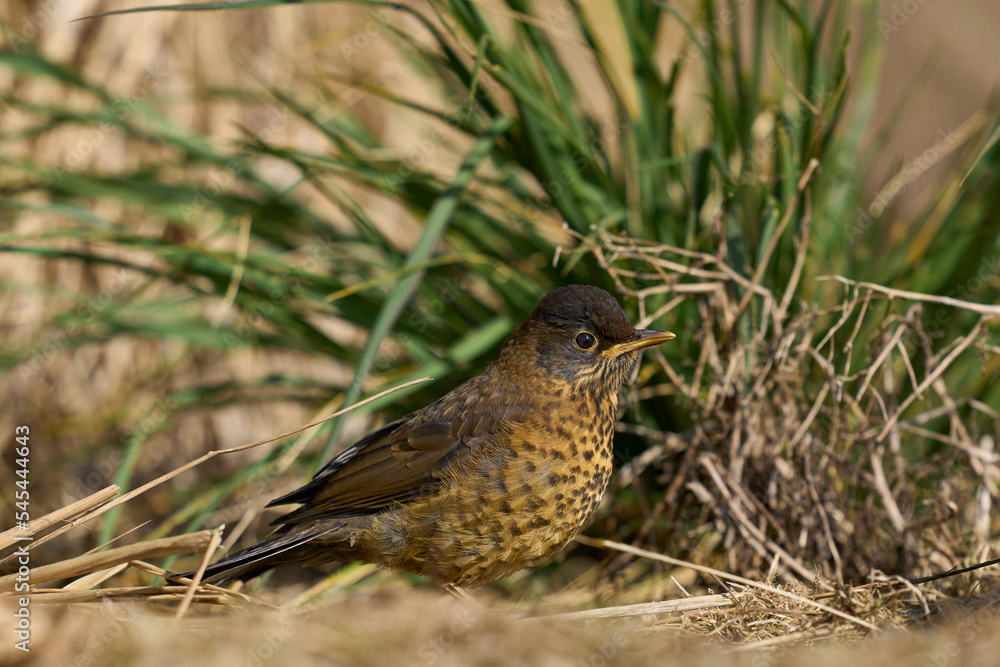 Juvenile Falkland Thrush (Turdud falcklandii falcklandii) amongst the tussock grass on Sea Lion Island in the Falkland Islands                                