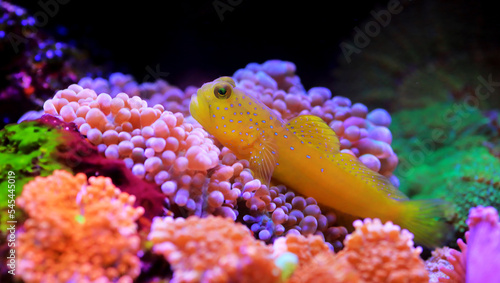 Yellow prawn-goby - (Cryptocentrus cinctus)
