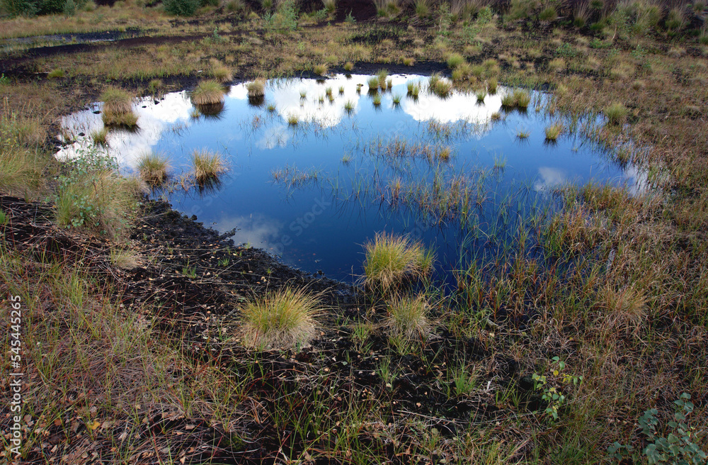 Fototapeta premium Dunkelbraune Moorlandschaft mit zahlreichen grünen und braunen Grasbüscheln und Sträuchern kleiner Teich in der Mitte blauer Himmel und weiße Wolken spiegeln sich im Wasser