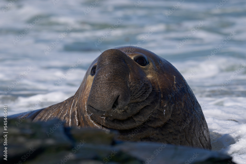 Fototapeta premium Male Southern Elephant Seal (Mirounga leonina) in the sea on the coast of Sea Lion Island in the Falkland Islands.