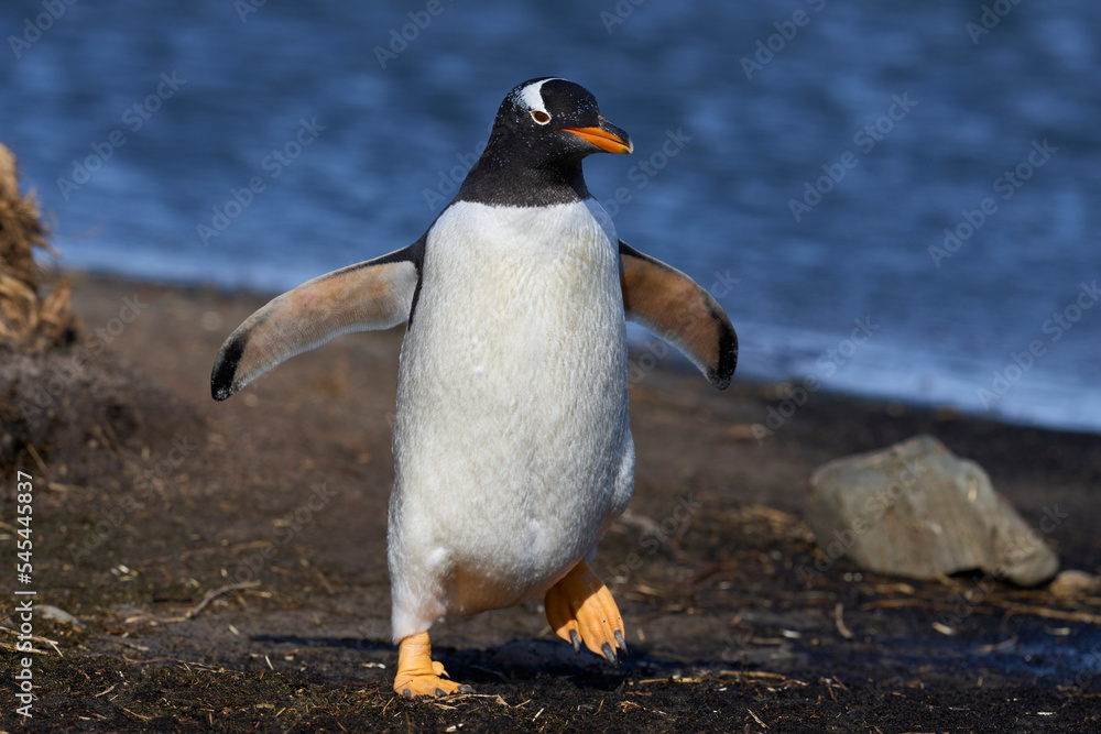 Naklejka premium Gentoo Penguins (Pygoscelis papua) returning to the colony on Sea Lion Island in the Falkland Islands.