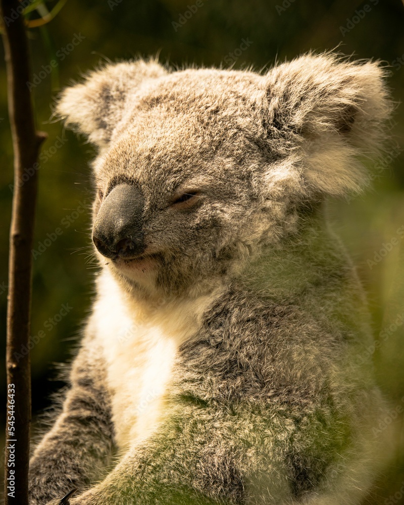 Fototapeta premium Vertical shot of a koala bear