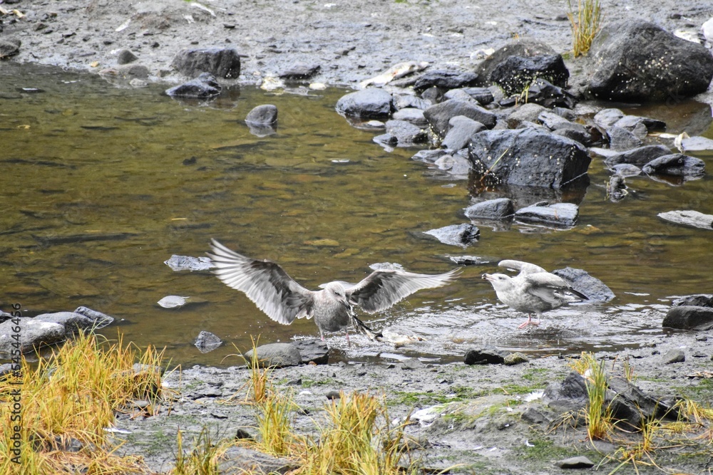 White seagull drinking water from the river White seagull drinking water from the river