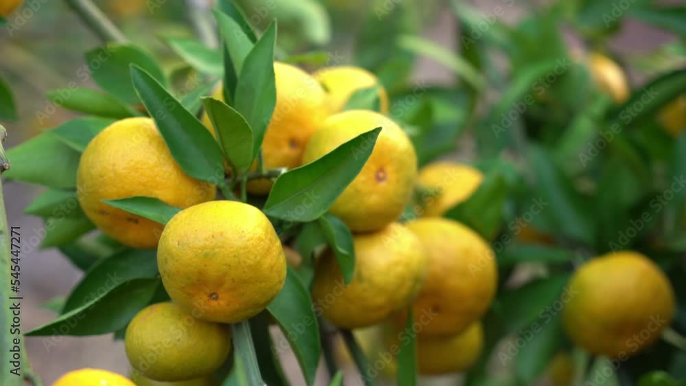 Outdoor mature orange landscape Outdoor mature orange landscape