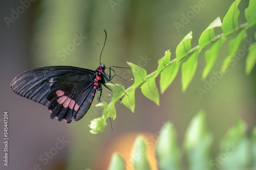 Selective focus shot of a Cattlehearts butterfly photo