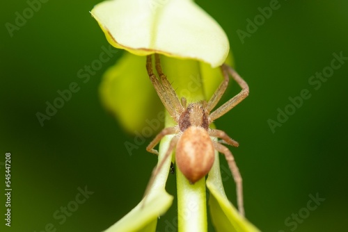 Selective focus shot of a Philodromidae spider