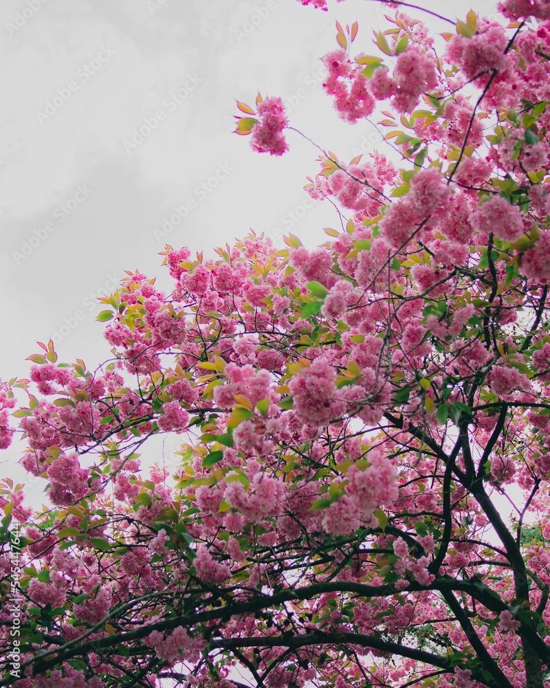 Vertical shot of beautiful cherry blossoms in daylight Vertical shot of beautiful cherry blossoms in daylight