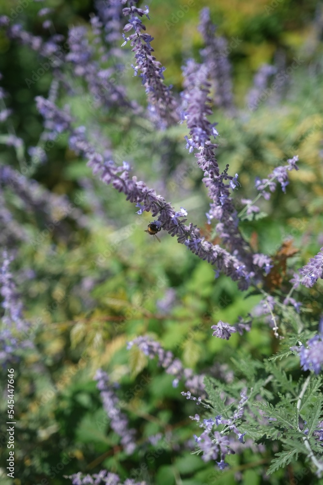 Vertical closeup shot of a branch of herbs growing in daylight Vertical closeup shot of a branch of herbs growing in daylight