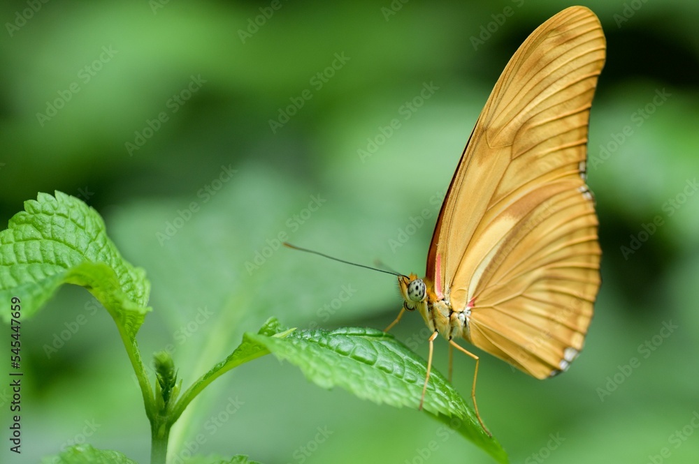 Butterfly perched on the leaf