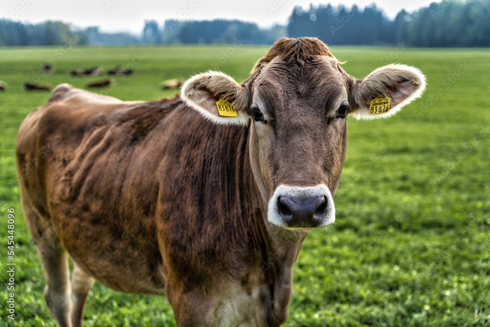 a cow from Bavaria on a green field a cow from Bavaria on a green field