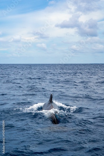 Pilot whale from the backside, swimming towards the horizon