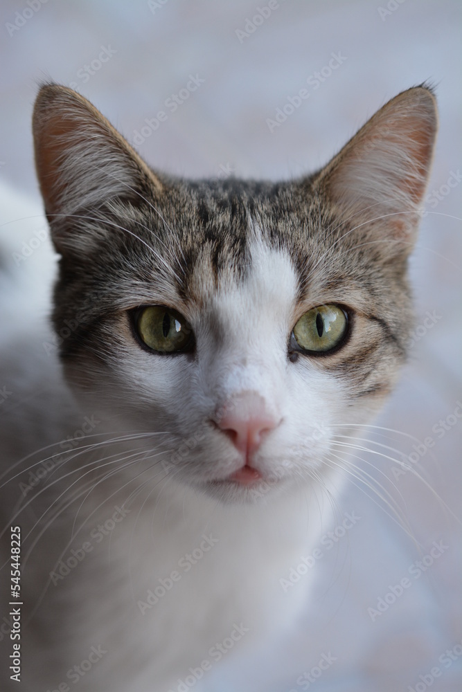Obraz premium Makrofotografie grauweiße Katze