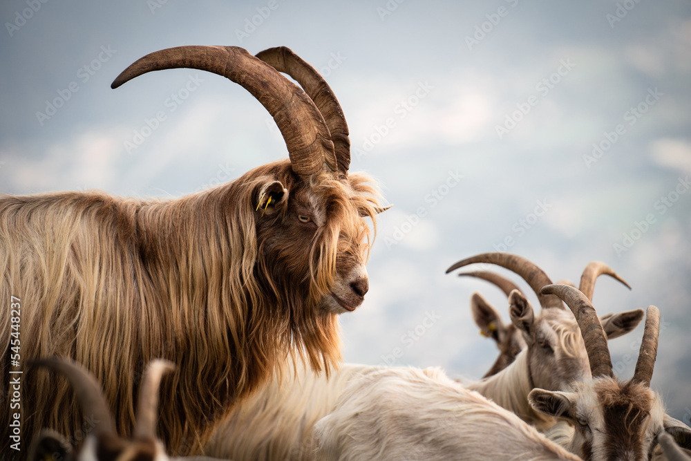 Goats encounter on top of a mountain, Northern Italy