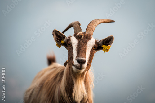 This goat was staring right into the camera, and seemed quite interested © Stefano Dosselli