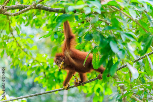 orangutans or pongo pygmaeus is the only asian great found on the island of Borneo and Sumatra © Yusnizam Yusof