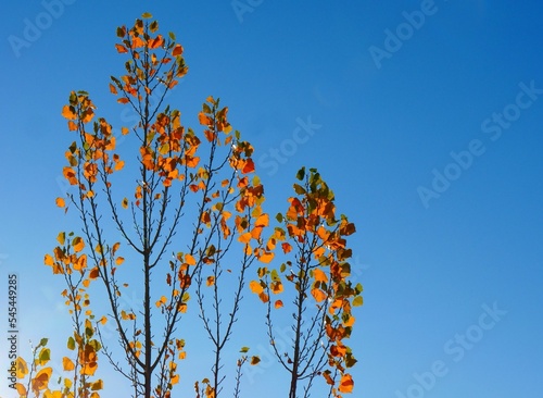 Scenic view of yellow leaves on autumn trees on a blue background