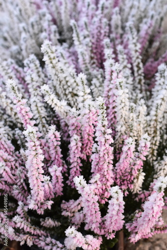 Hoar frost on common heather in late autumn