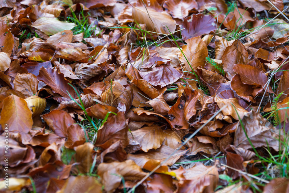 brown dry leaves in the grass, autumn, fall colors