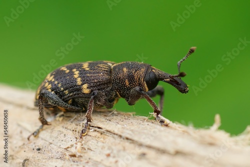 Close up of a Hylobius abietis weevil beetle crawling on wood with blurred background photo