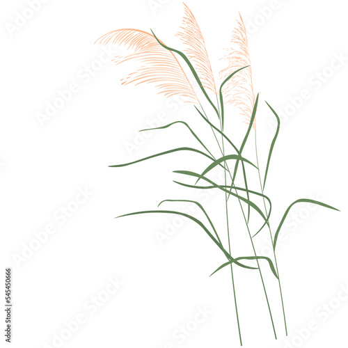 Dry reed vector stock illustration. Isolated on a white background. A sprig of cane. Swamp grass.