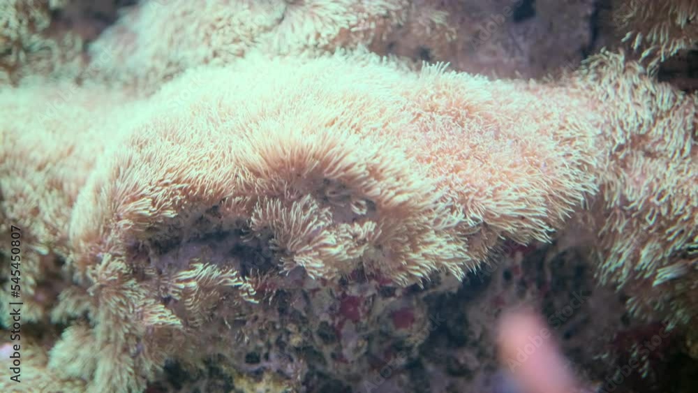 Heteractis anemone Magnifica with stinging tentacles in coral reef ...