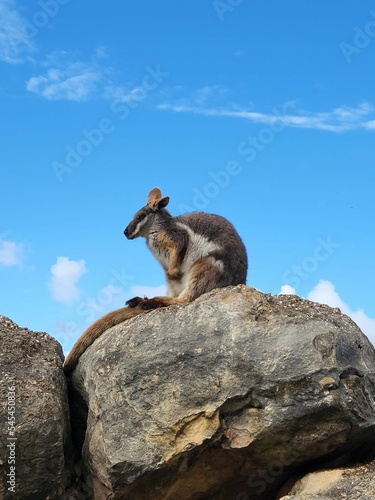 Beautiful shot of a Macropus robustus kangaroo resting in the stone