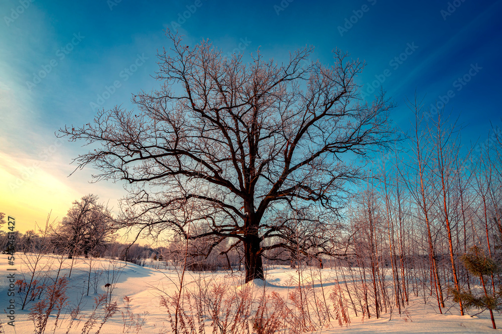 Beautiful big oak tree covered with fresh fluffy snow. Big tree without leaves on a winter sunny morning in Russia. Beautiful big oak tree covered with fresh fluffy snow. Big tree without leaves on a winter sunny morning in Russia.