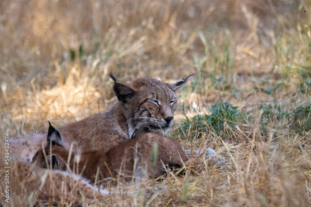 Lynx mother with her baby Lynx mother with her baby