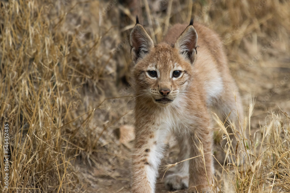 Lynx baby from the front walking in the yellow grass Lynx baby from the front walking in the yellow grass