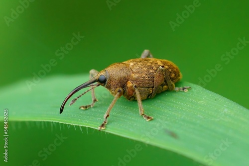 Close up of a Curculio glandium beetle on a grass blade and blurred background photo