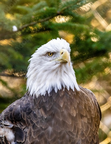 Closeup shot of an eagle against blur background