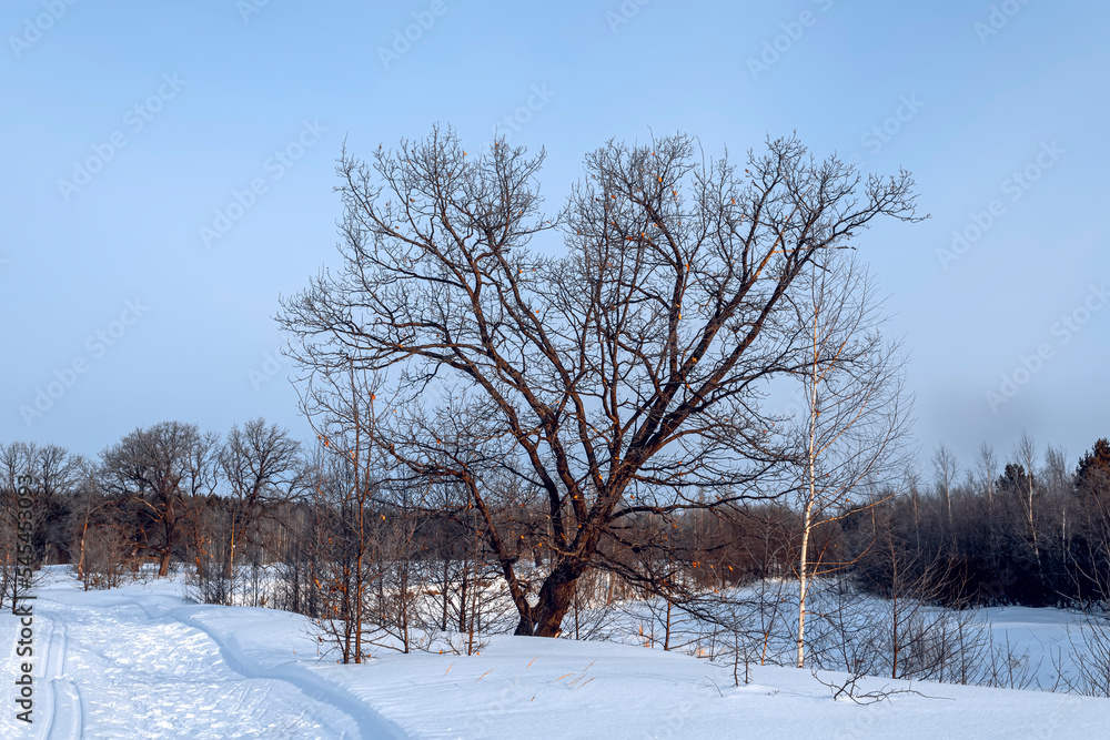 Beautiful big oak tree covered with fresh fluffy snow. Big tree without leaves on a winter sunny morning in Russia. Beautiful big oak tree covered with fresh fluffy snow. Big tree without leaves on a winter sunny morning in Russia.