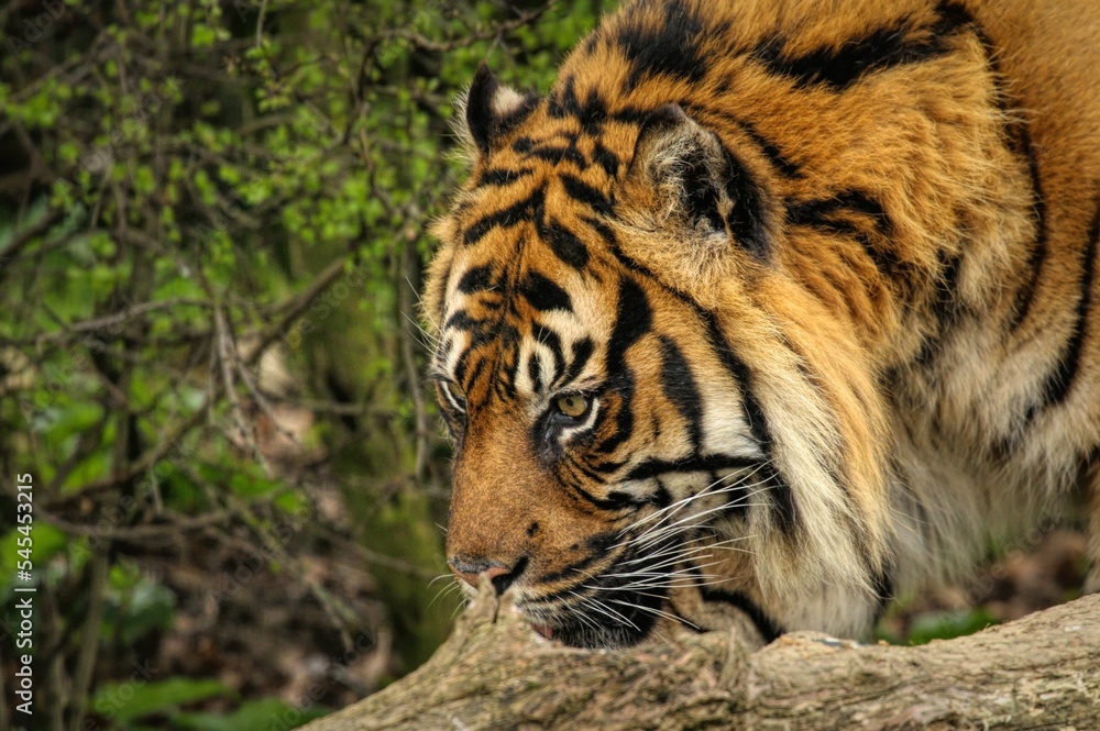 Closeup of a Sumatran tiger's (Panthera tigris sumatrae) head in a jungle against blurred background Closeup of a Sumatran tiger's (Panthera tigris sumatrae) head in a jungle against blurred background