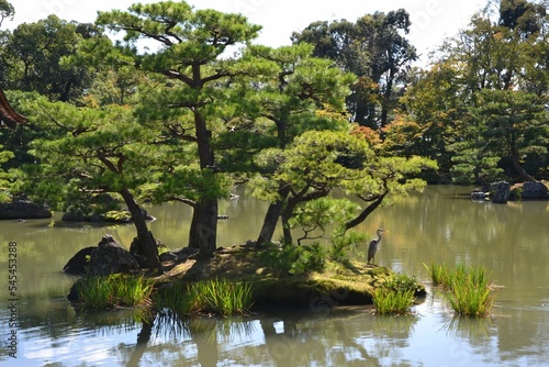 Trees in the lake of the Kinkakuji Temple, Kyoto photo