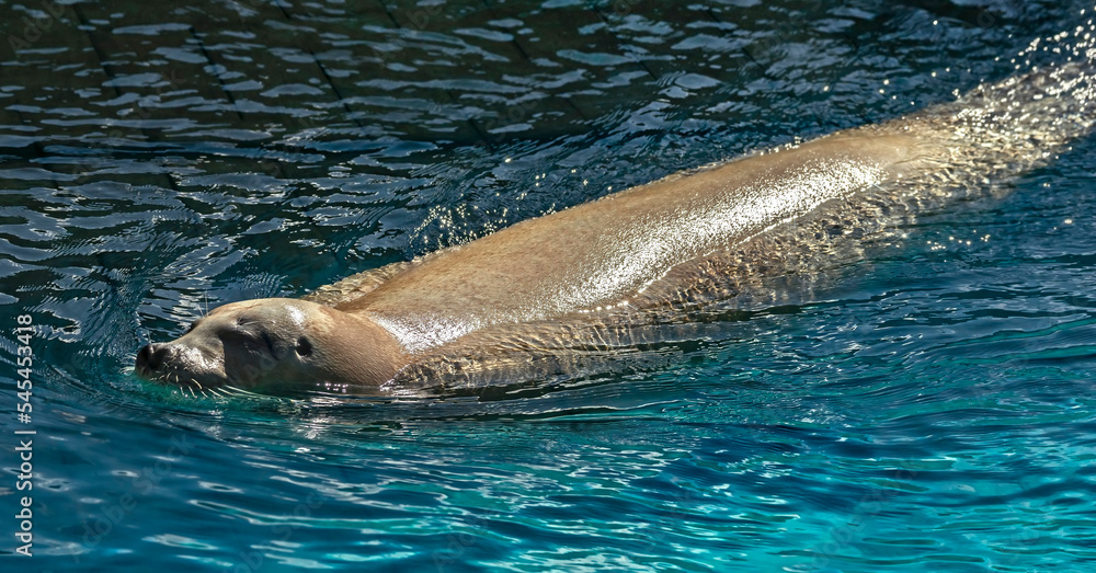 Bearded seal also known as sea hare swimming in the pool. Latin name - Erignathus barbatus