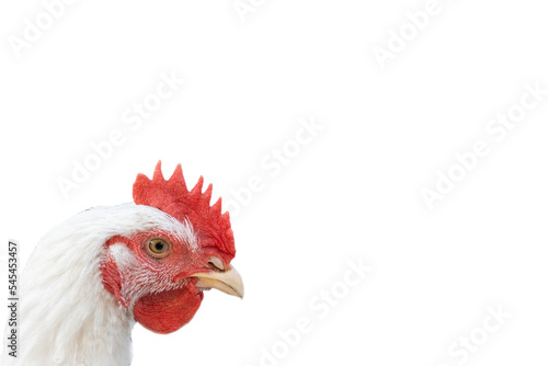 Head of the rooster is white on white background. Copy space.