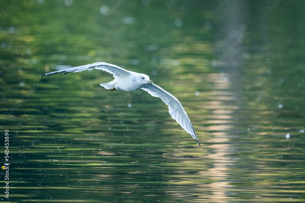 Ταπετσαρία Fantastic shot of a flying seagull a seabird of the Laridae family over a lake