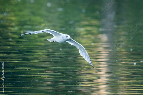 Fantastic shot of a flying seagull a seabird of the Laridae family over a lake