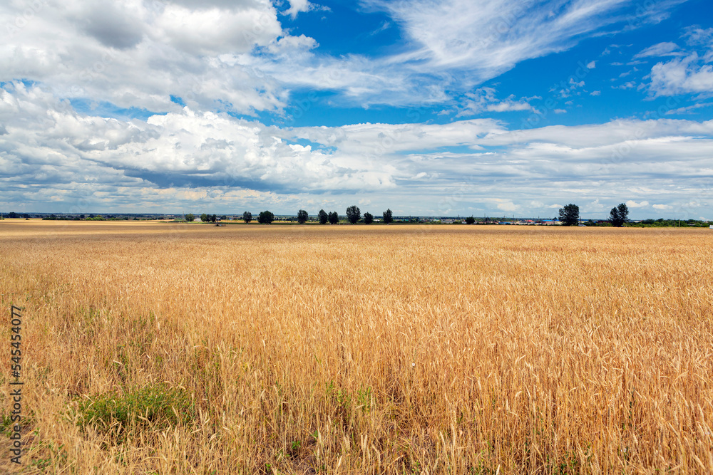 A field of golden wheat under a blue sky and clouds