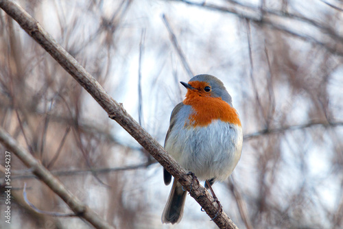 close-up of a common robin on a branch