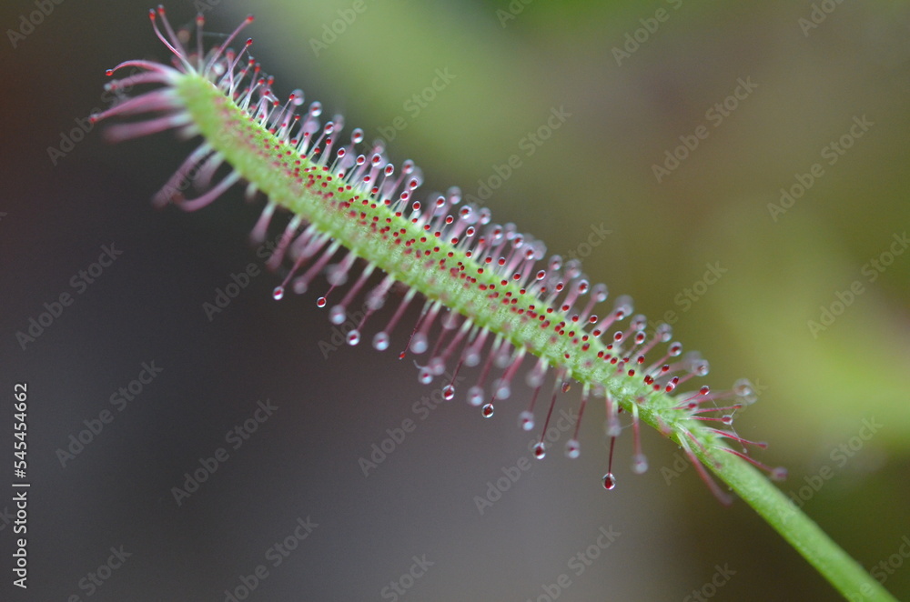 Makrofotografie Pflanzen, Blumen und Naturwelt Makrofotografie Pflanzen, Blumen und Naturwelt