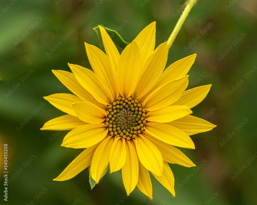 Yellow Giant Sunflower Yellow Giant Sunflower