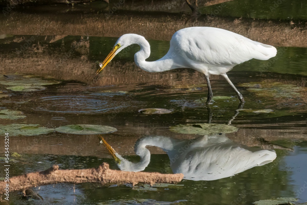 Great Egret with fish Great Egret with fish